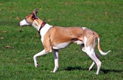 The name of the whippet comes from the word “whippet”, which means “driven by  ...