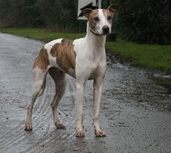 In the 19th century, dog racing gained immense popularity, and this gave a new breath for the de ...