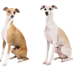 Today, these dogs are also on the run and show the highest result among dogs of their size. 