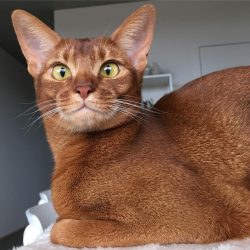 The Abyssinian cat needs daily activity. You must play with your pet. If it is not possible to p ...