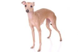 It necessarily tapers towards the muzzle, but the distance between the eyes remains wide. 