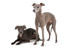 In general, a pink nose in Whippets is considered a disadvantage. Upscale breeders avoid this no ...