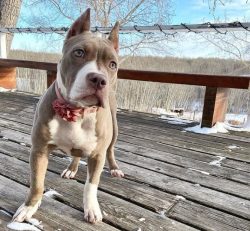 From their ancestors, American Bully inherited maximum unpretentiousness. They rarely get sick,  ...