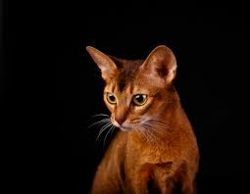 In order to care properly for an Abyssinian cat, it is important to know what she wants. You nee ...