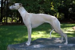 In general, the Whippet resembles a small compact Greyhound, since it is its direct descendant. 