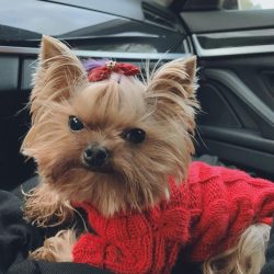 You can meet a Yorkshire Terrier breeder at a dog show.