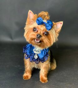 Yorkshire Terriers shed little, but regular grooming is required to keep them in good condition.