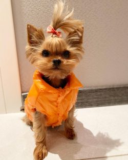  If dogs are trimmed, the coat should be brushed at least weekly.