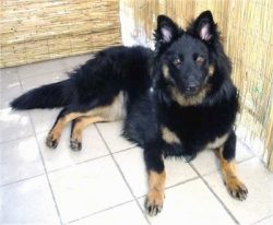 Bohemian Shepherd Dog – looks like the German one, but is not its subspecies or varieties. ...