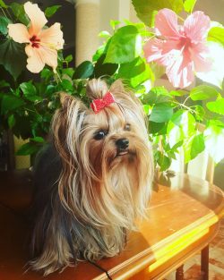 Yorkshire Terriers can be toilet trained, so they can be great dogs for a city apartment, but th ...
