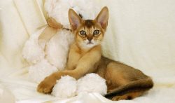 A feature of the physique and, as a result, the exterior of the Abyssinian cat is lean, which sh ...