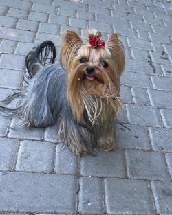 If dogs are walking in cool weather, they should be dressed for the weather.