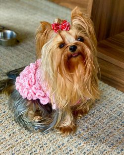 Yorkshire Terriers can bark frequently, but it is possible to train them not to bark too much.