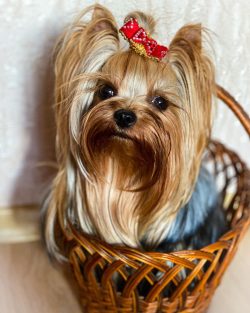 Yorkshire Terriers can be aggressive towards other small animals, but some get along peacefully  ...