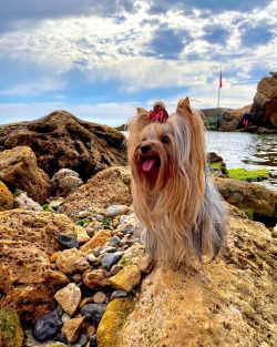 Yorkshire Terriers can be irritable towards other children if they are disrespectful or careless. 