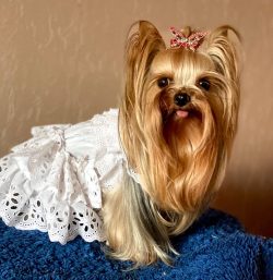 The small size of Yorkshire Terriers does not correspond to their actual personality traits: the ...