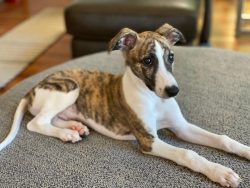 Whippet coat should be as short, smooth, and shiny as possible. 