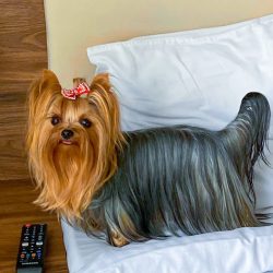 The Yorkshire Terrier is considered a good apartment dog, but can be stubborn during home training.