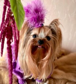 The Yorkshire Terrier is energetic, temperamental and bossy, but also very affectionate.