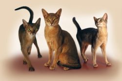 Character of a pregnant Abyssinian cat may change in the direction of complaints, some aggressio ...