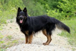 Khodskaya – translated as “own”. The dog was a constant companion of man, he w ...