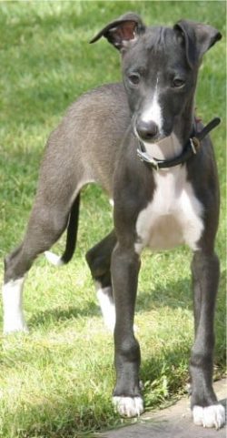 The breed has a stable psyche, so Whippets do not consciously show aggression towards people and ...