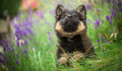 Czech beauty was recognized at home, only in 1984. Until that time, there was no official recogn ...