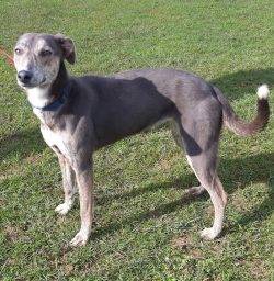 Small whippets get along well with the family, love to play with children, and spend time in nat ...