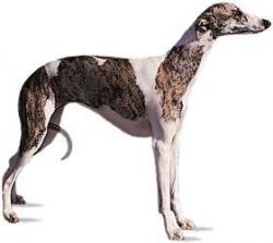 Whippets, despite their predisposition to an active lifestyle, demonstrate calmness and obedience. 