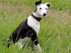 Most often, the whippet barking can be heard if someone comes to visit, but the dog easily calms ...