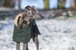 Whippets can demonstrate the ability of good watchmen. Their sonorous barking warns of the appro ...