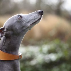 Due to the fact that the Whippets are infinitely loyal to their master, they can even stand up f ...