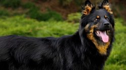 The Walking Dog is a beautiful, harmoniously built animal with a typical constitution for shephe ...
