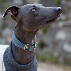 Despite its calmness and obedience, the Whippet is still an energetic hunting dog. 