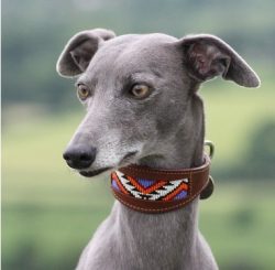 The ideal owner for her is a hunter who will support natural instincts in the breed – catc ...