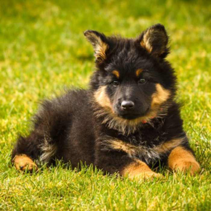 Puppies at a young age may differ from the standard color, as they mature and until the time of  ...