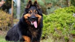 An excellent service dog, capable of making quick and independent decisions, but completely focu ...
