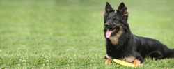 She is patient with children and other pets, loyal, and sincere. Will be a wonderful friend and  ...