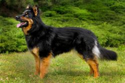 Loves the training process, works with joy and pleasure. Hardy, calm, executive. She is emotiona ...