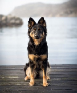 In the process of training, starting from 3 months, he will behave calmly and interested. The do ...