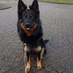 Bohemian Shepherd Dog – deals only with its owner and a professional. She is not stubborn. ...