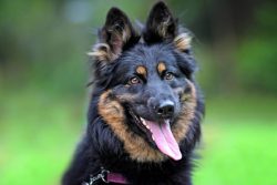 The first steps in training start with minimal commands: It is not allowed; To me; A place; Sit 