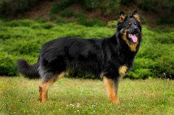 The walking dog is a medium-sized owner, can live both in an apartment and in a private house. T ...