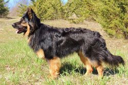 It is necessary to comb it 2 – 3 times a week, and during the molting period at least 1 ti ...