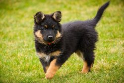 Teeth: regularly give “bones” a purpose for cleaning teeth, available at your veterinary store. 