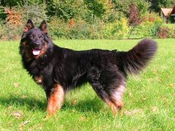 It is better if the dog will not receive natural food, but feed. They are perfectly adapted for  ...