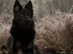 There are no significant predispositions to breed diseases in the Czech dog. By the way, these d ...