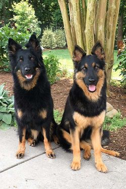 The Bohemian shepherd dog is one of the oldest Czech breeds, whose history dates back to the 13t ...