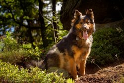 The first litters from them were obtained in 1985 and 1986, and already in 1987, the breed was s ...