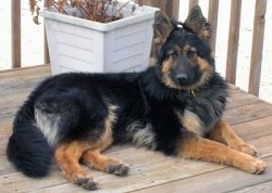 A lively dog with quick but not violent reactions. Obedient, attentive, easy to train. Unobtrusi ...